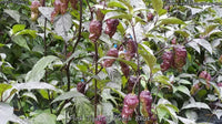 Pink Tiger x Peach Bhut - Pepper Seeds - White Hot Peppers